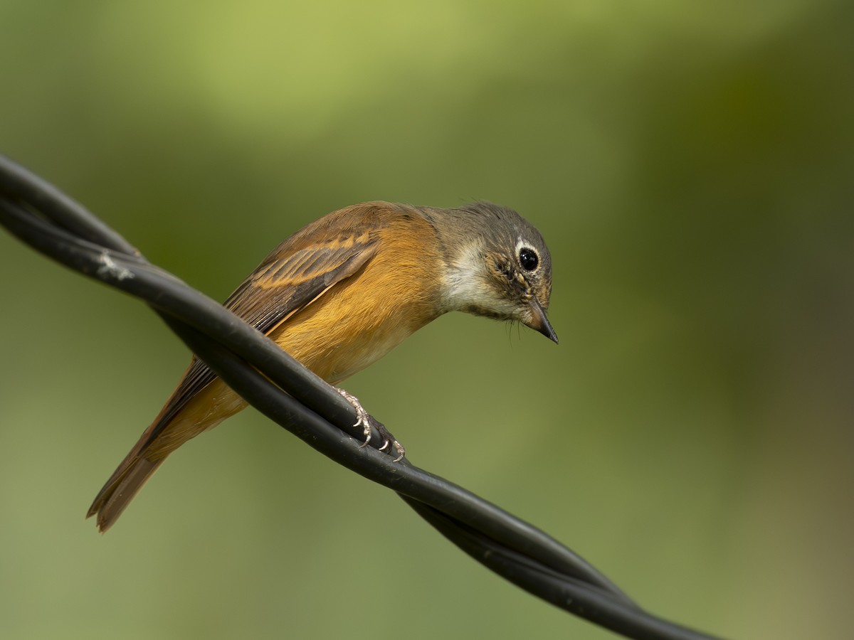 Ferruginous Flycatcher - ML633484738