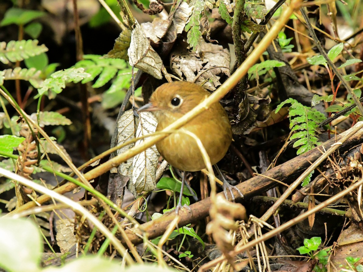Perija Antpitta - ML633484747