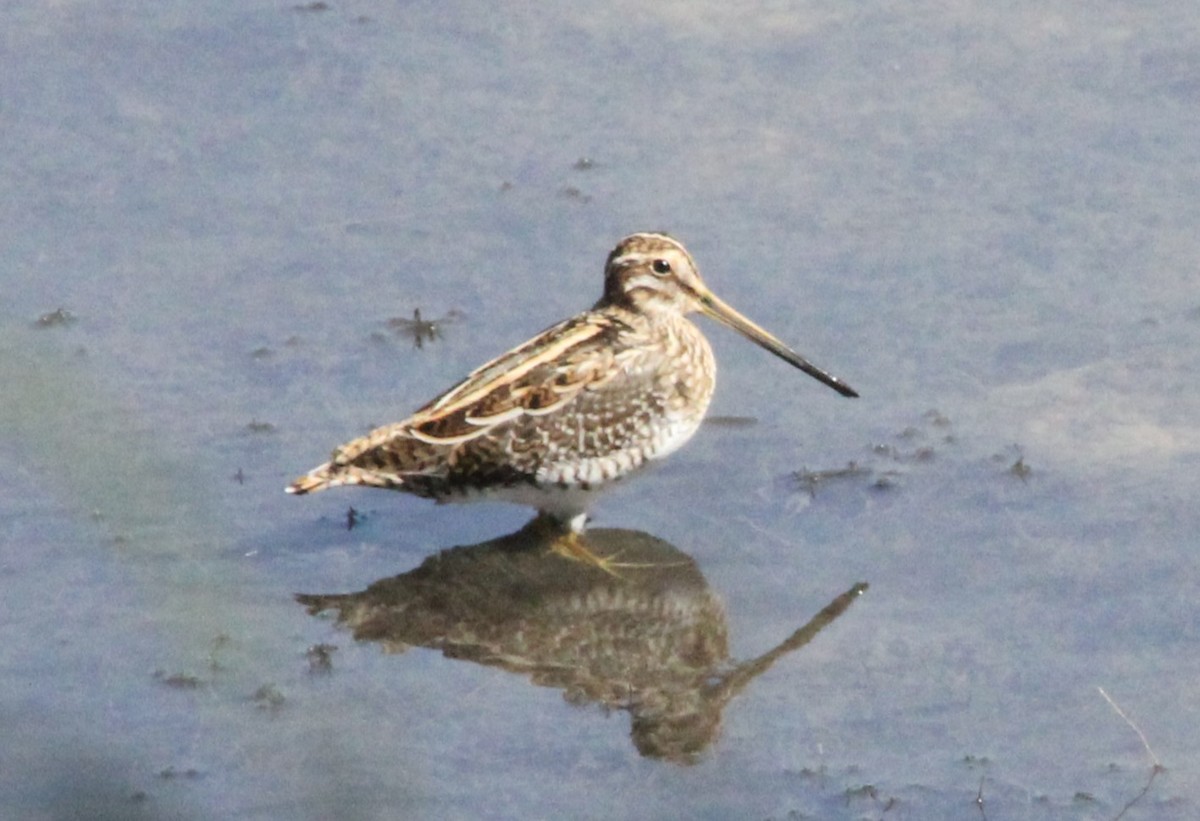 bekasina lesní/sibiřská - ML633484761