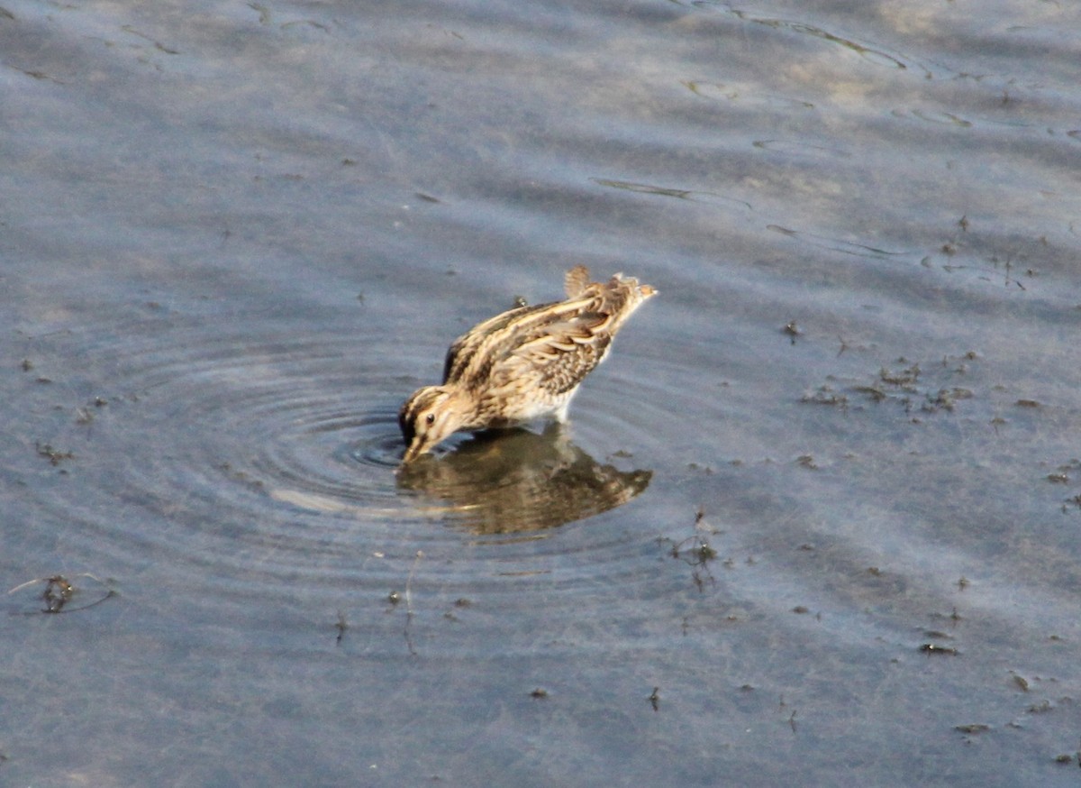 bekasina lesní/sibiřská - ML633484762
