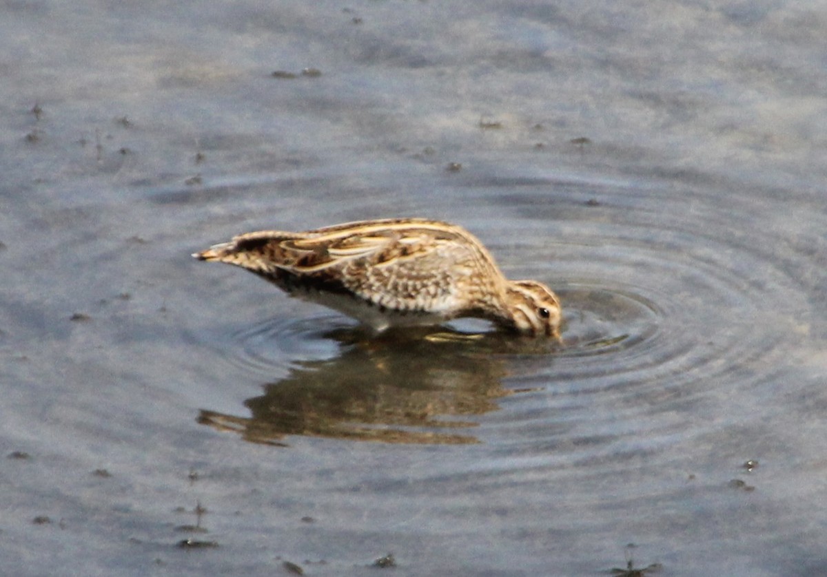 bekasina lesní/sibiřská - ML633484765