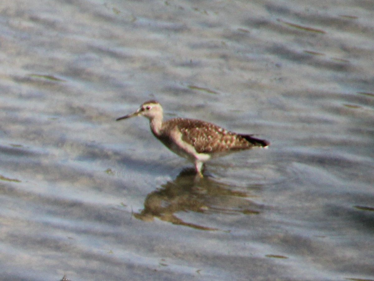 vodouš bahenní - ML633484769