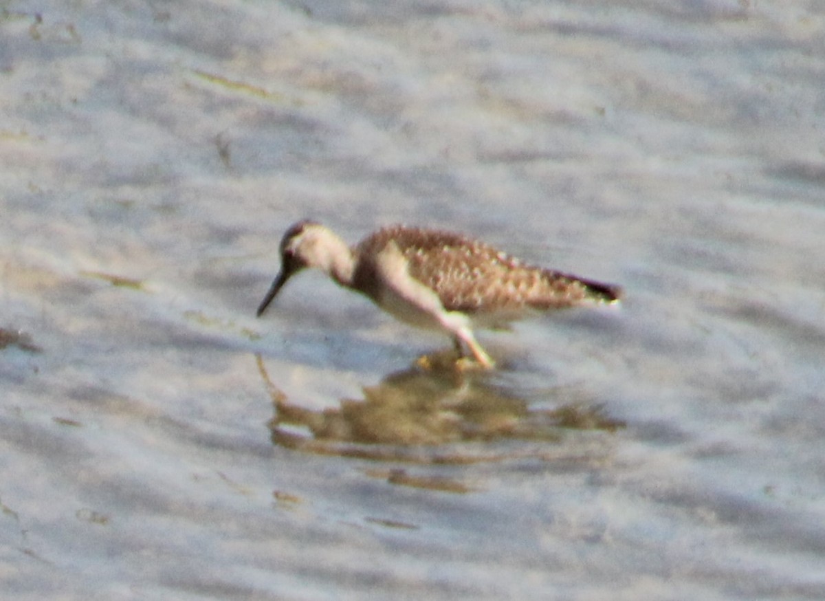 vodouš bahenní - ML633484770