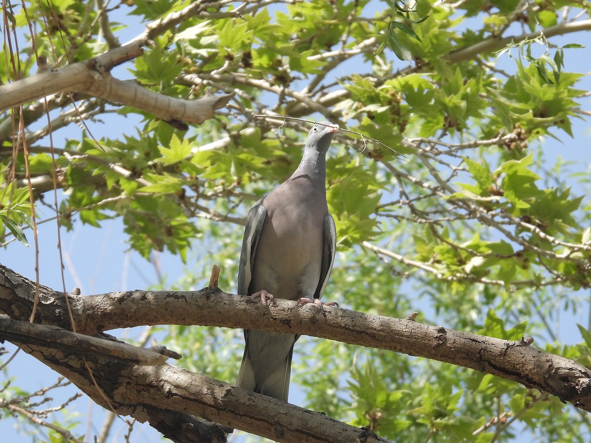 Common Wood-Pigeon - ML633484810