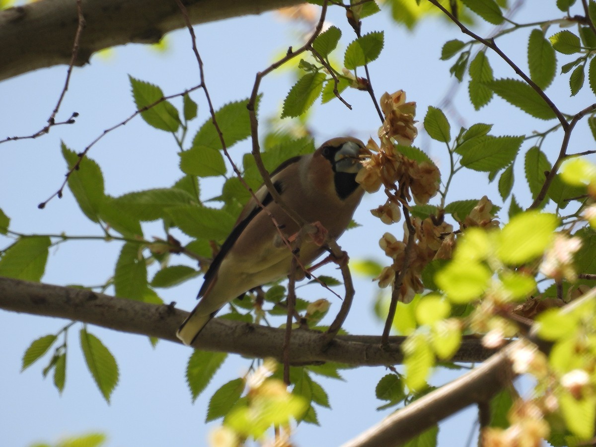 Hawfinch - ML633484821