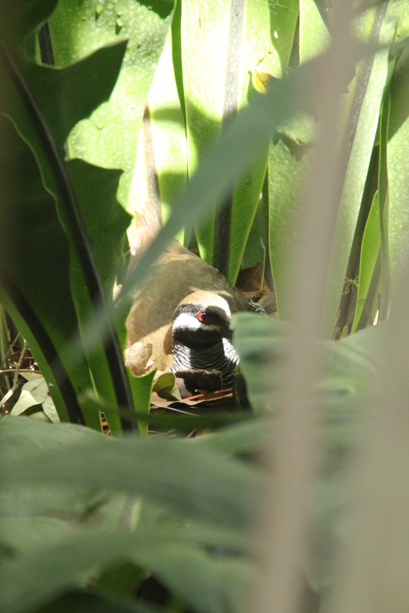 chřástal příčkovaný - ML633484962