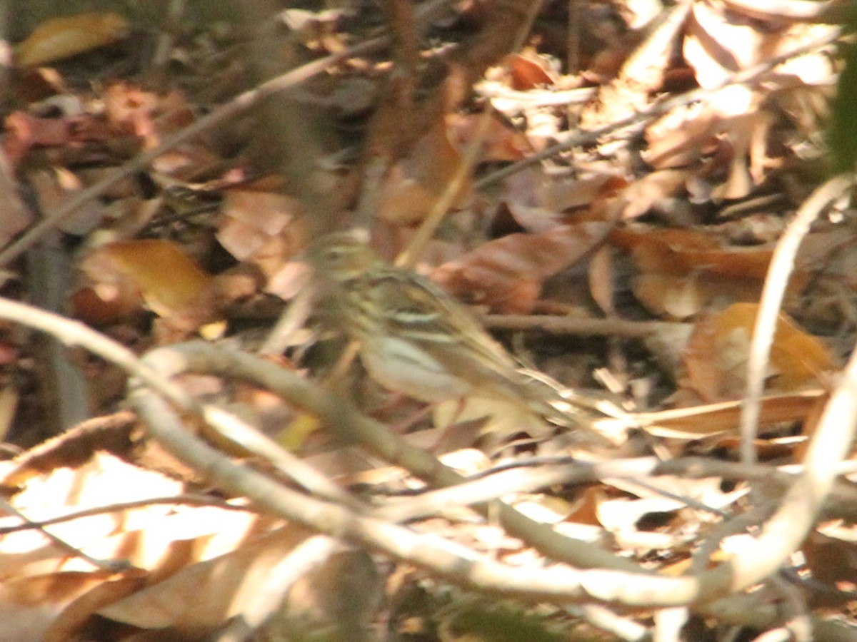 linduška sibiřská - ML633484970