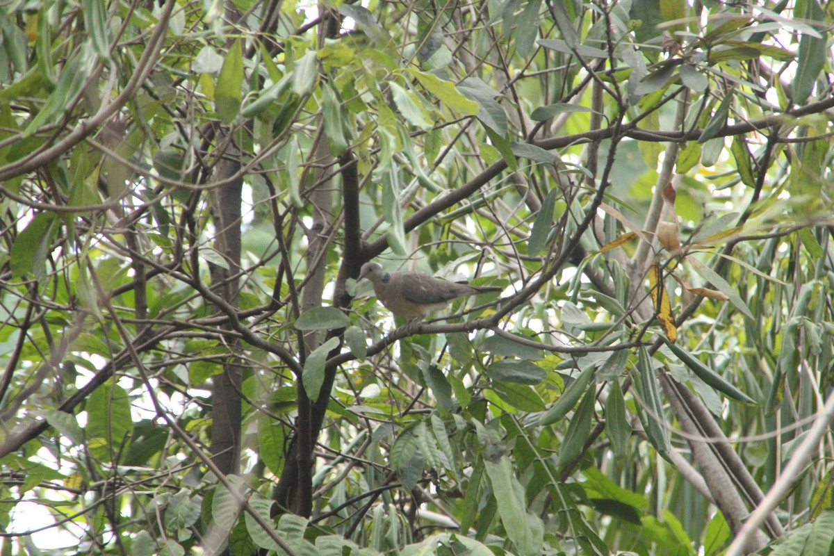 Philippine Collared-Dove - ML633484998