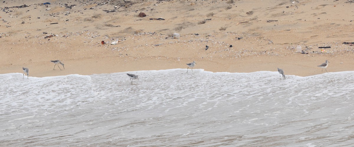 Үхэр хөгчүү - ML633485030