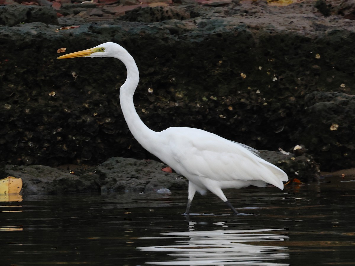 Цасч дэглий - ML633485035