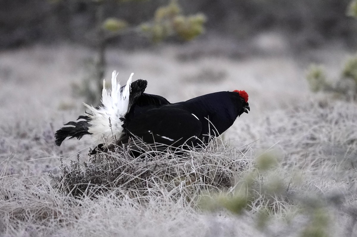 Gallo Lira Común - ML633485136