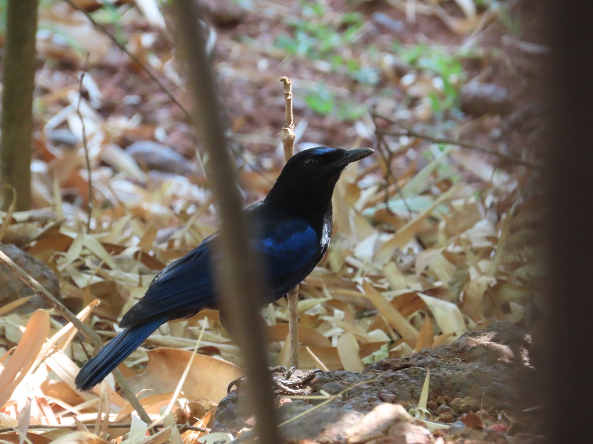 Malabar Whistling-Thrush - ML633485159
