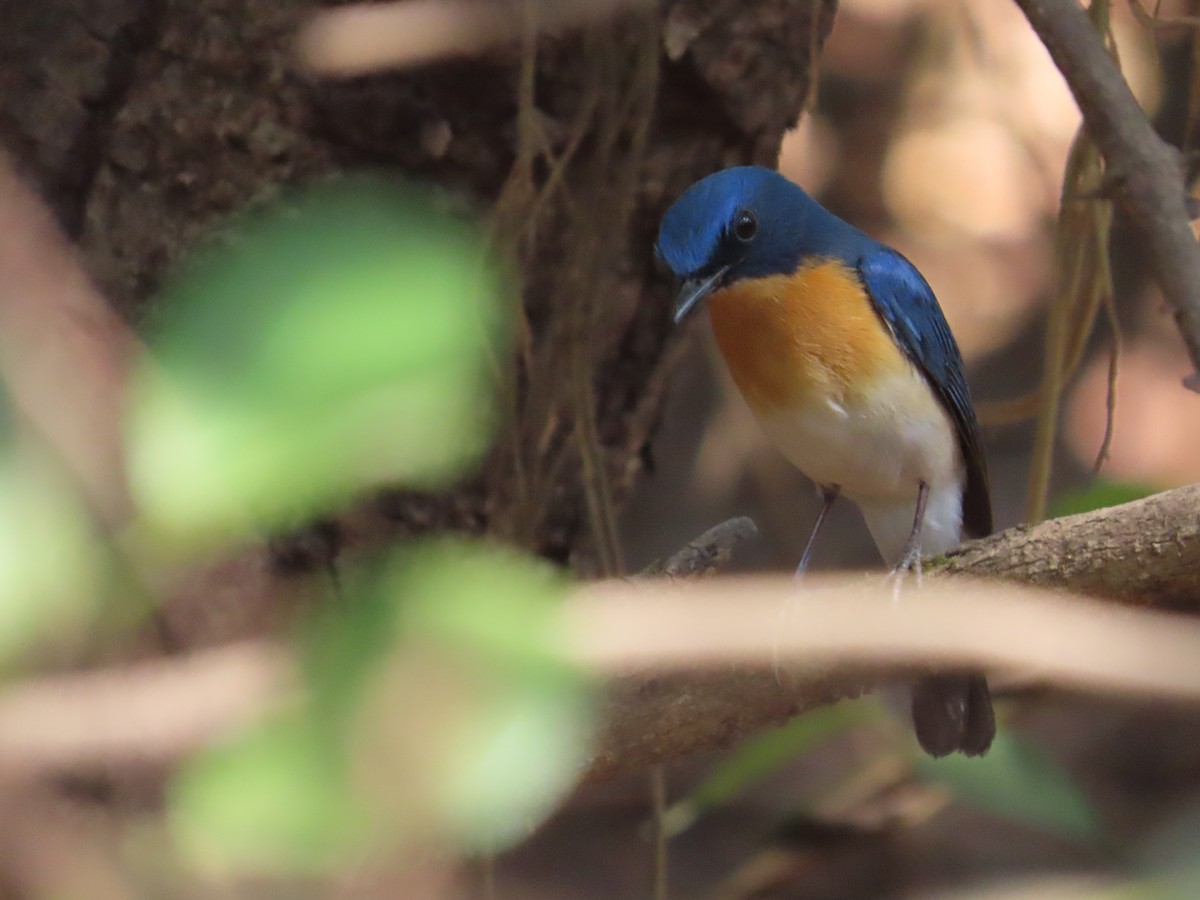 Tickell's Blue Flycatcher - ML633485185