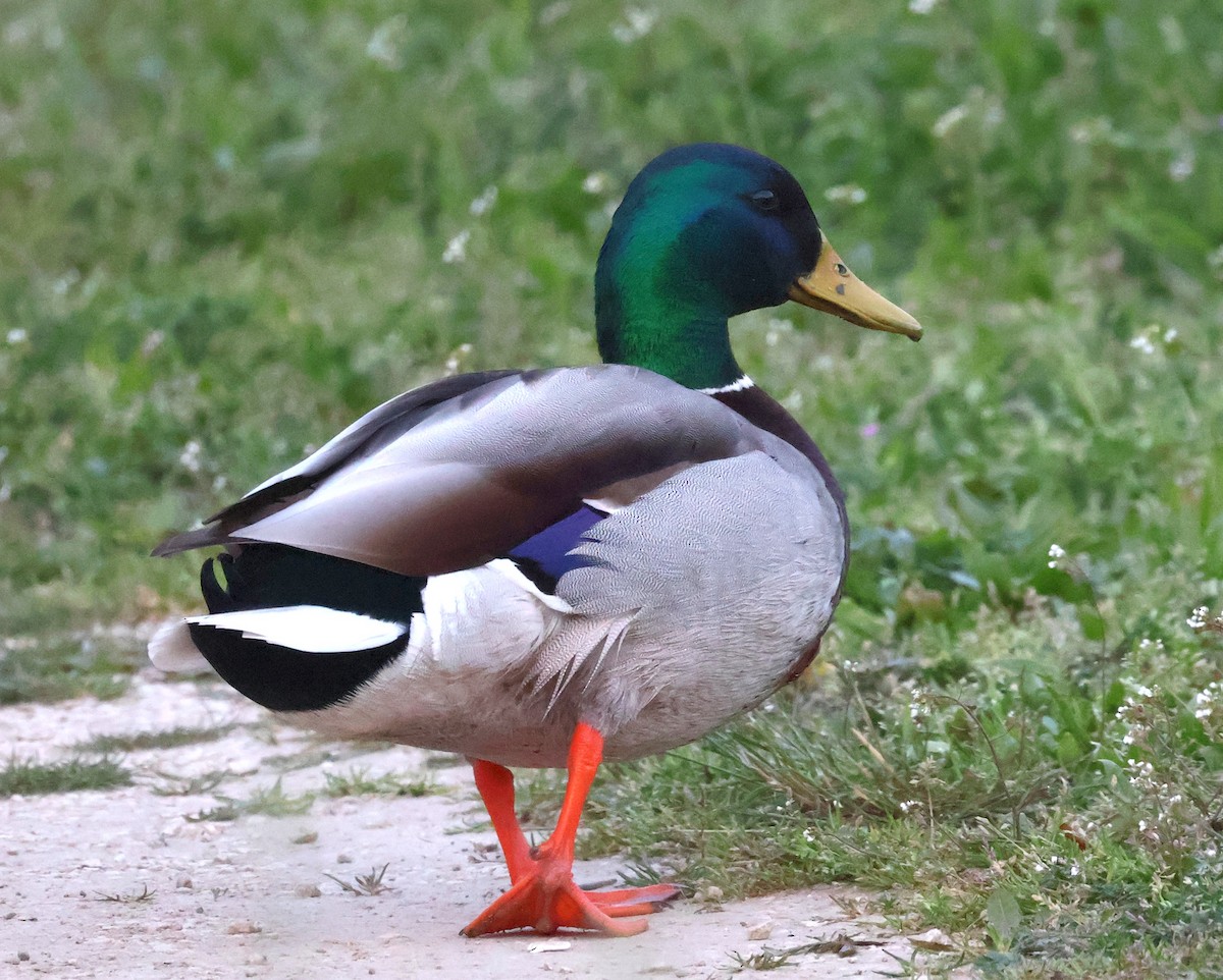 Mallard - ML633485200