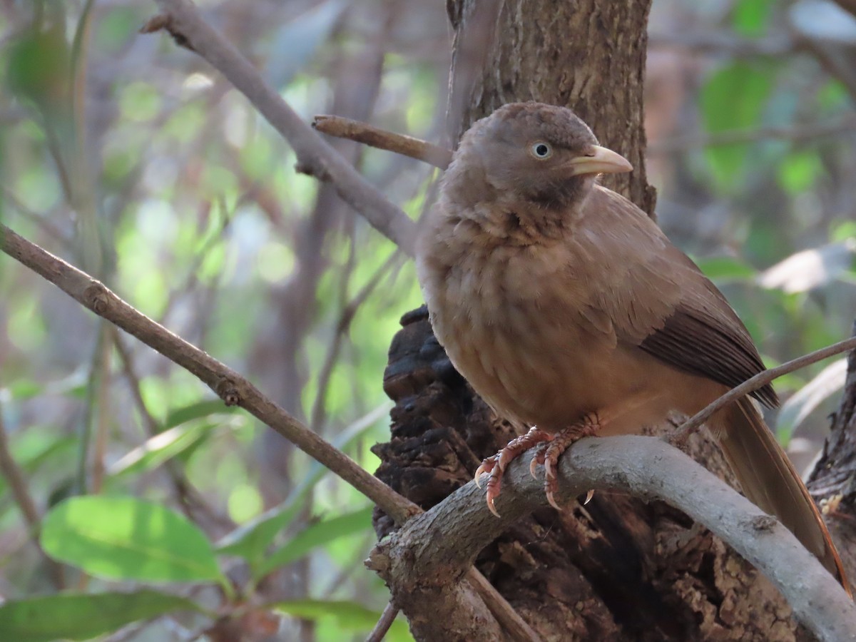 Jungle Babbler - ML633485201