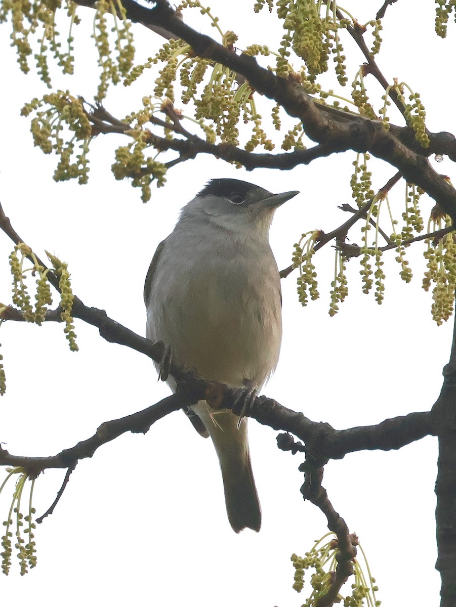 Eurasian Blackcap - ML633485205