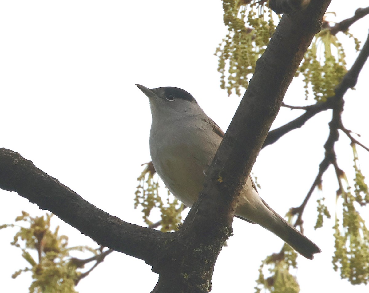Eurasian Blackcap - ML633485207