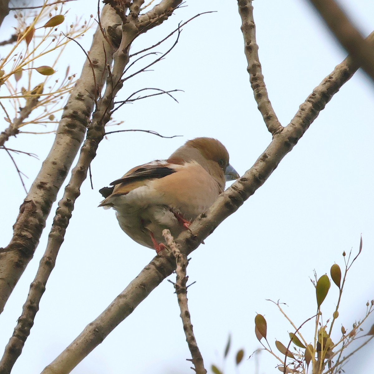 Hawfinch - ML633485208