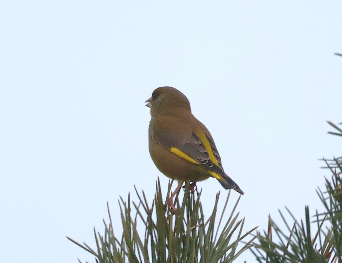 European Greenfinch - ML633485214