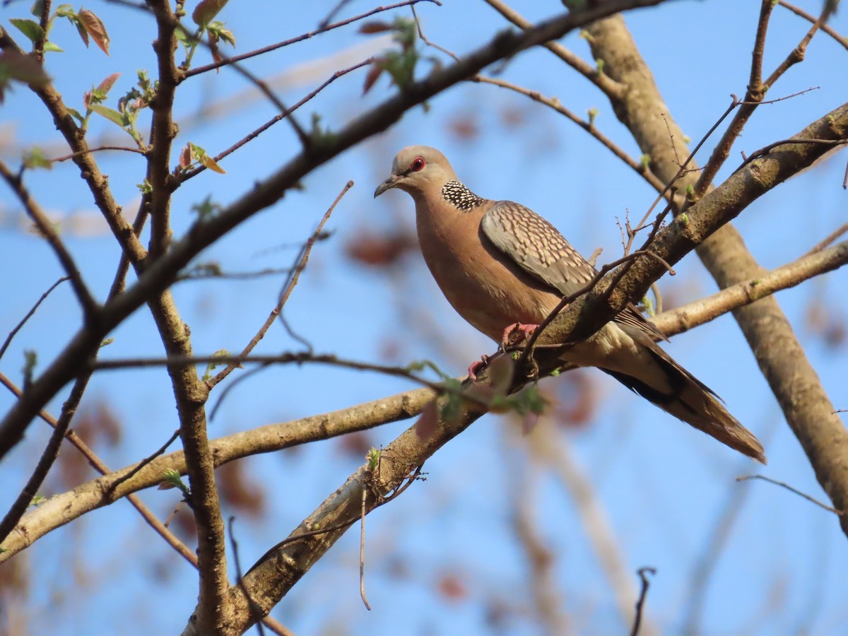 Spotted Dove - ML633485252