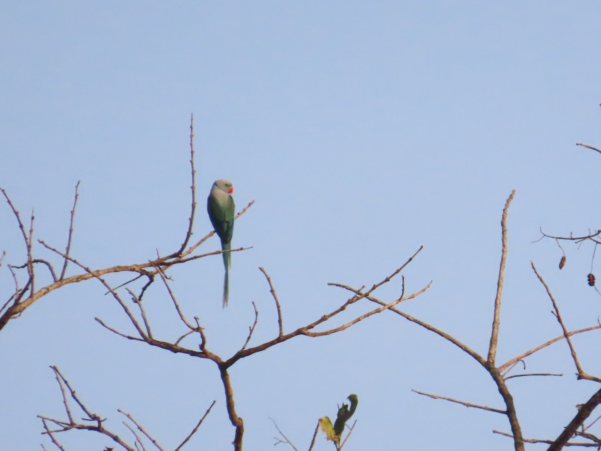 Malabar Parakeet - ML633485257