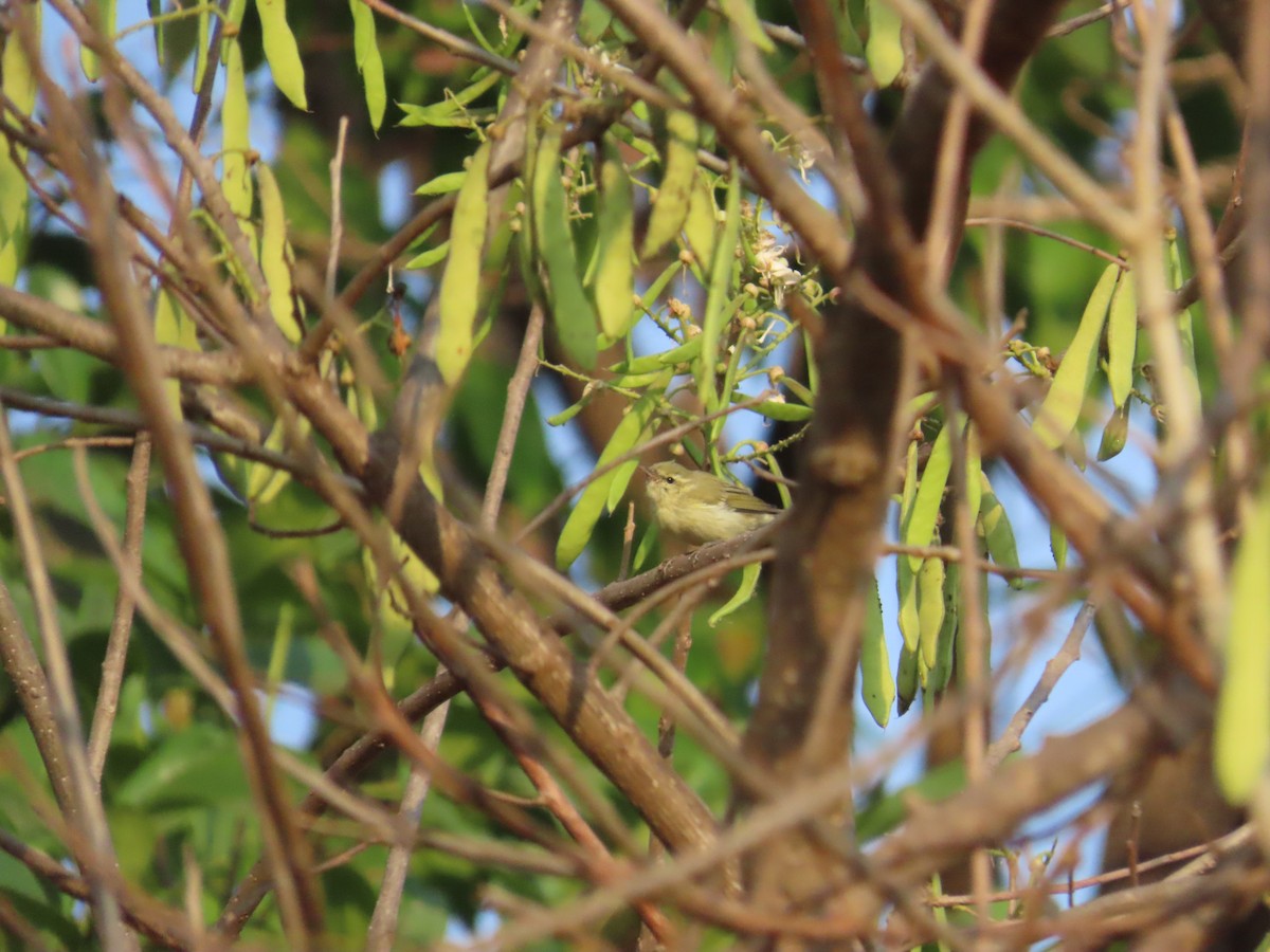 Green Warbler - ML633485258