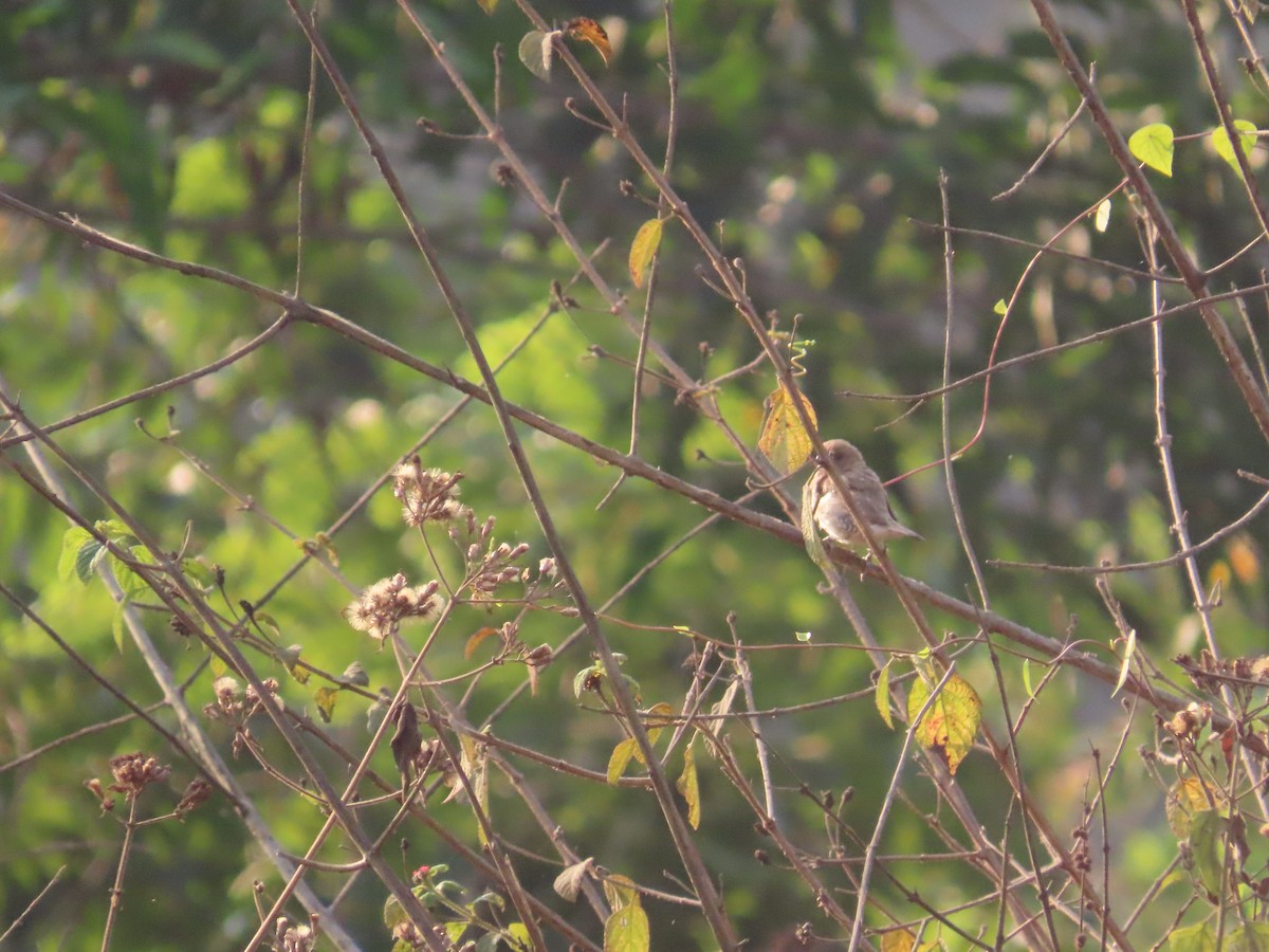 Scaly-breasted Munia - ML633485260