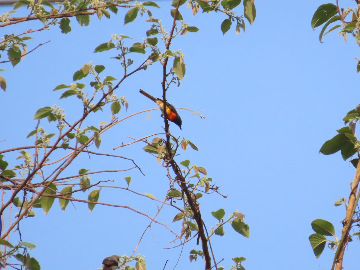 Small Minivet - ML633485262