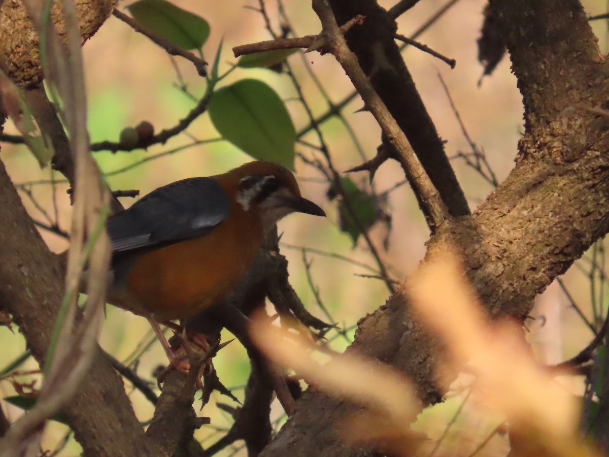 Orange-headed Thrush - ML633485273