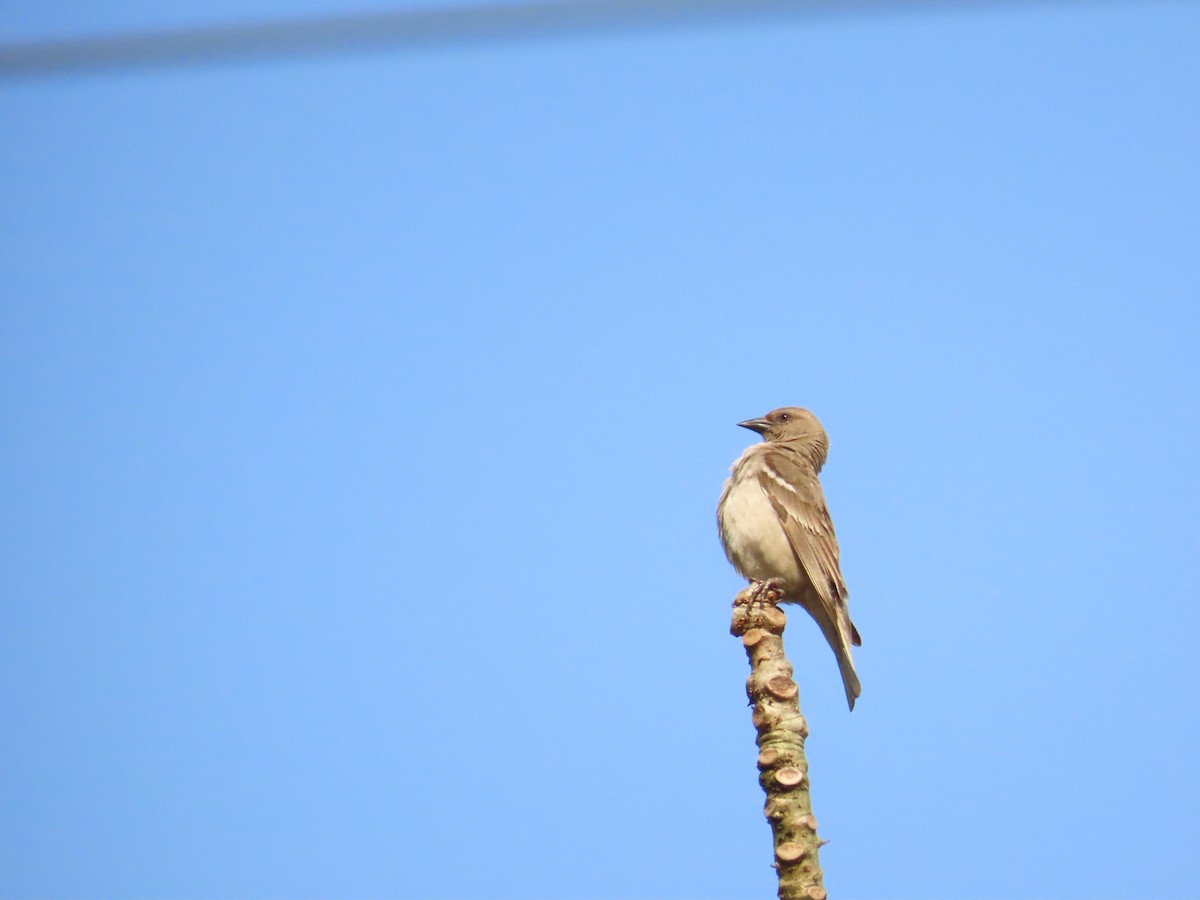 Yellow-throated Sparrow - ML633485281