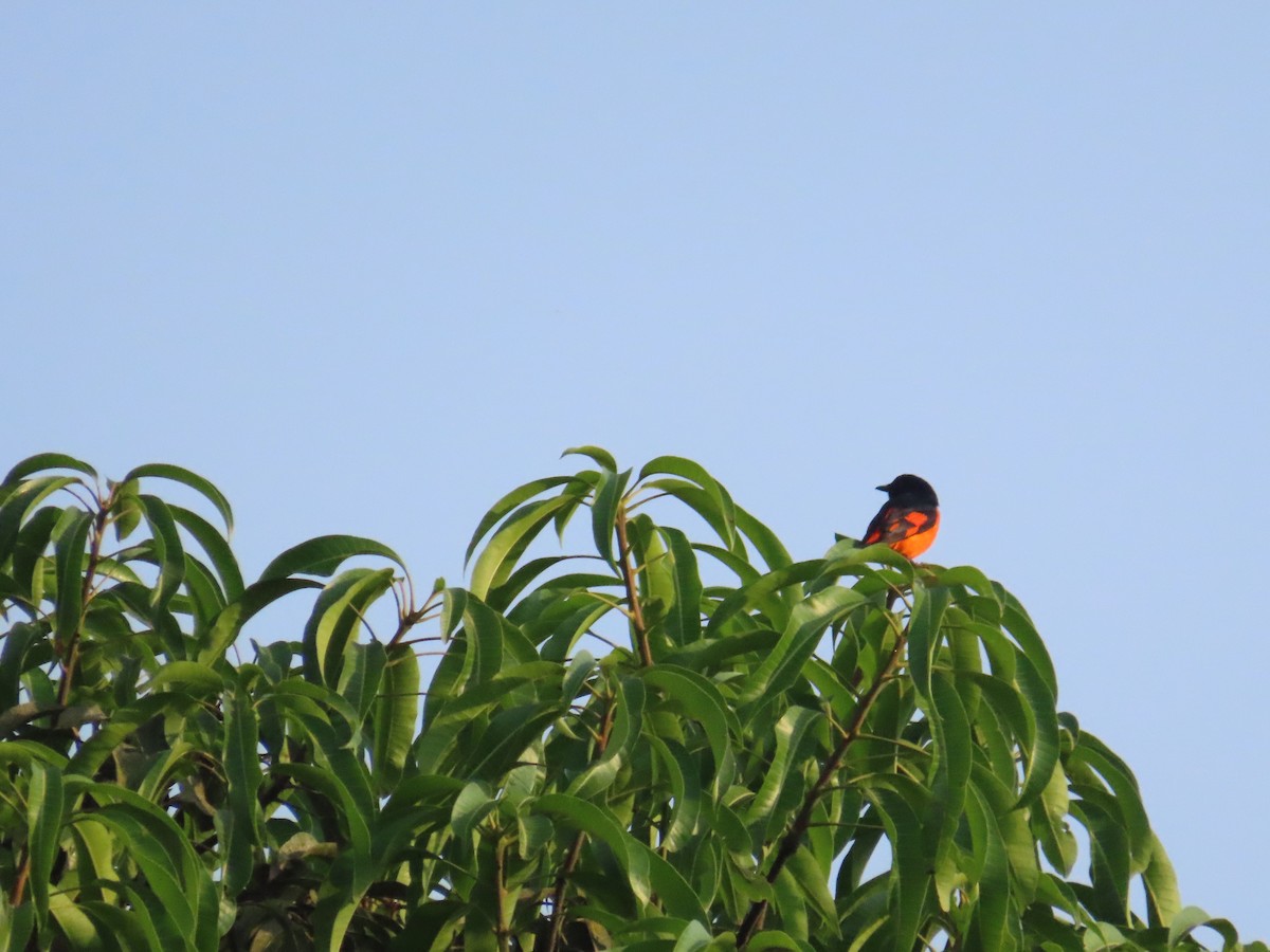 Orange Minivet - ML633485289