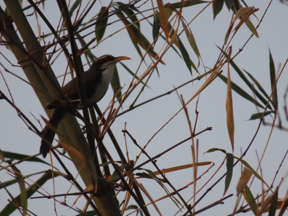 Indian Scimitar-Babbler - ML633485342