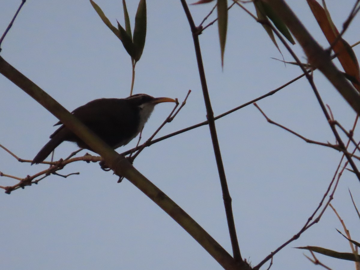 Indian Scimitar-Babbler - ML633485343