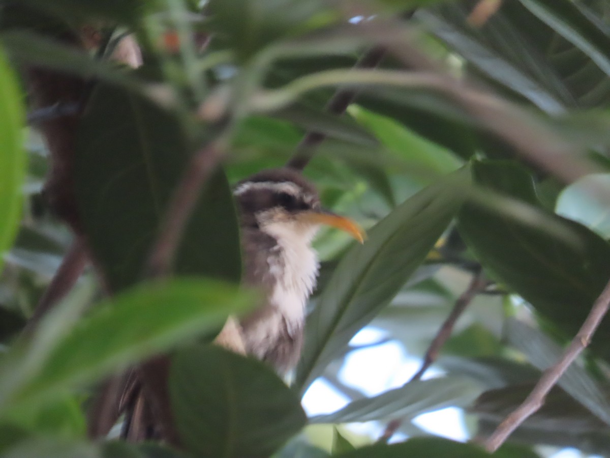 Indian Scimitar-Babbler - ML633485347