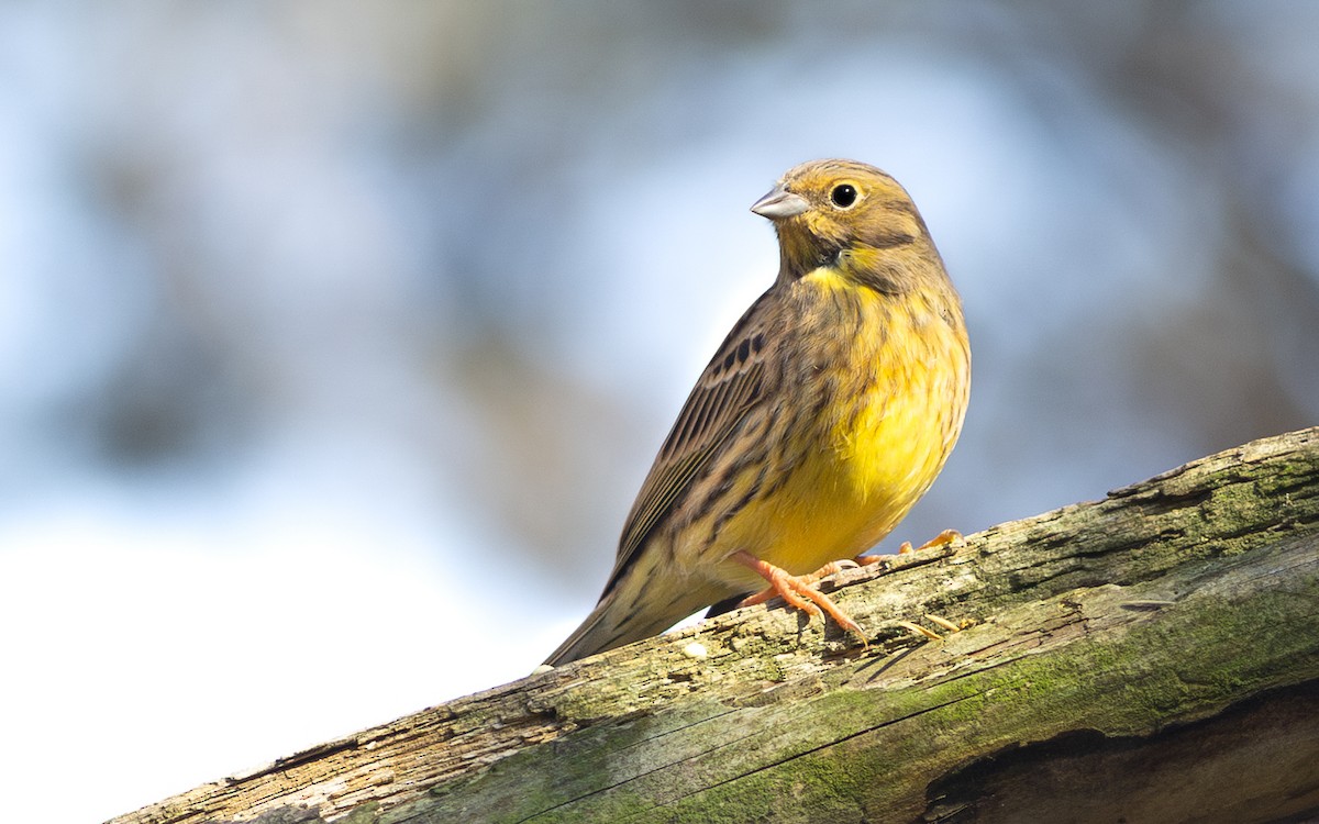 Yellowhammer - ML633485362