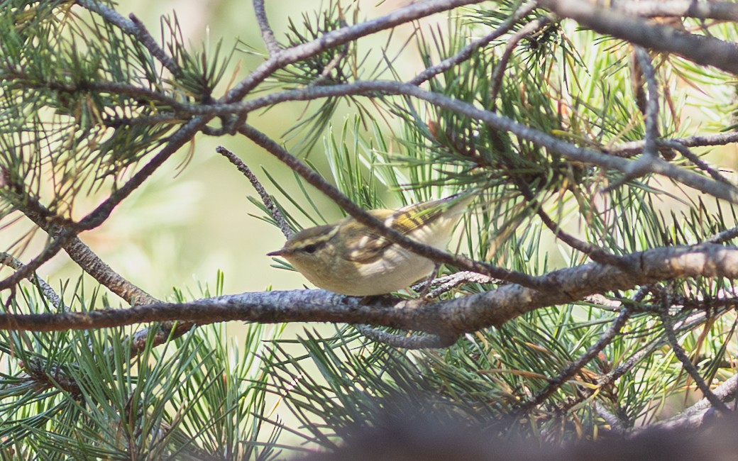 Yellow-browed Warbler - ML633485369