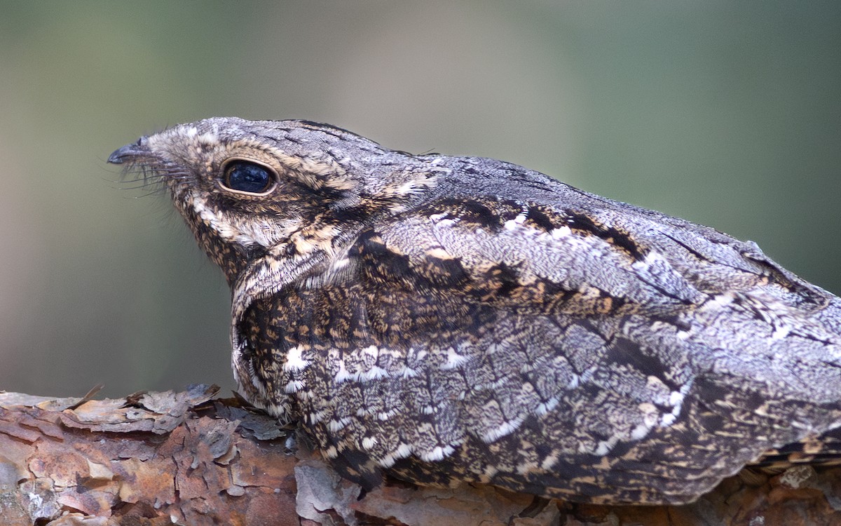 Eurasian Nightjar - ML633485387