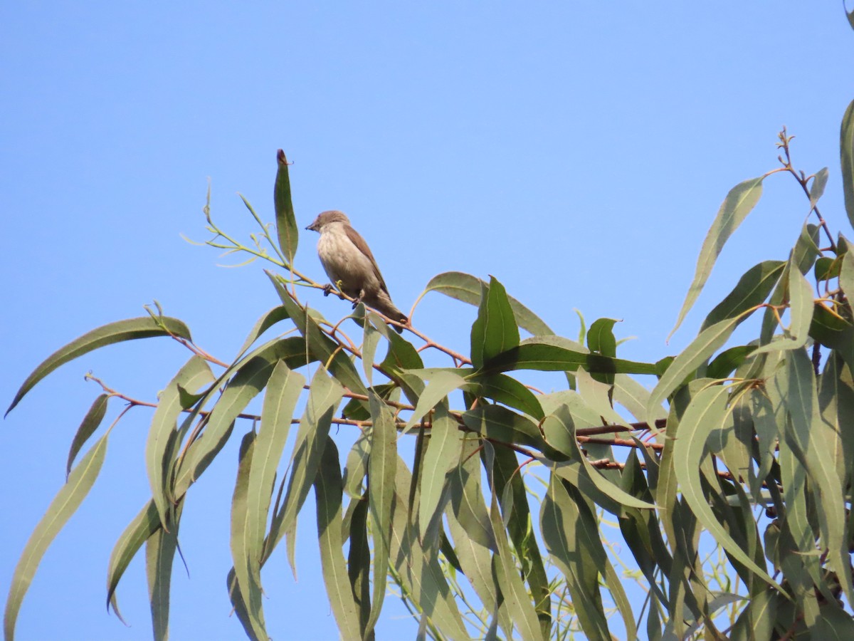 Thick-billed Flowerpecker - ML633485414