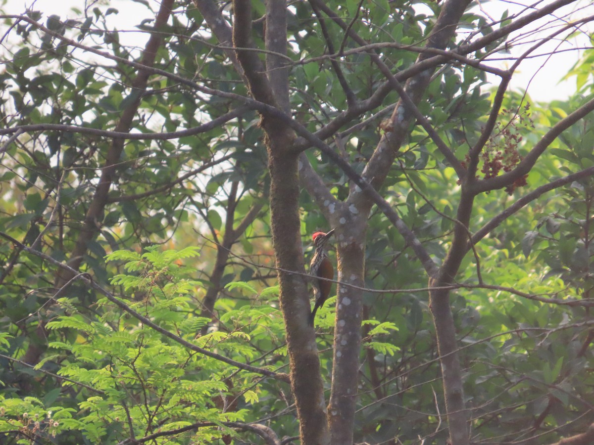 Malabar Flameback - ML633485418