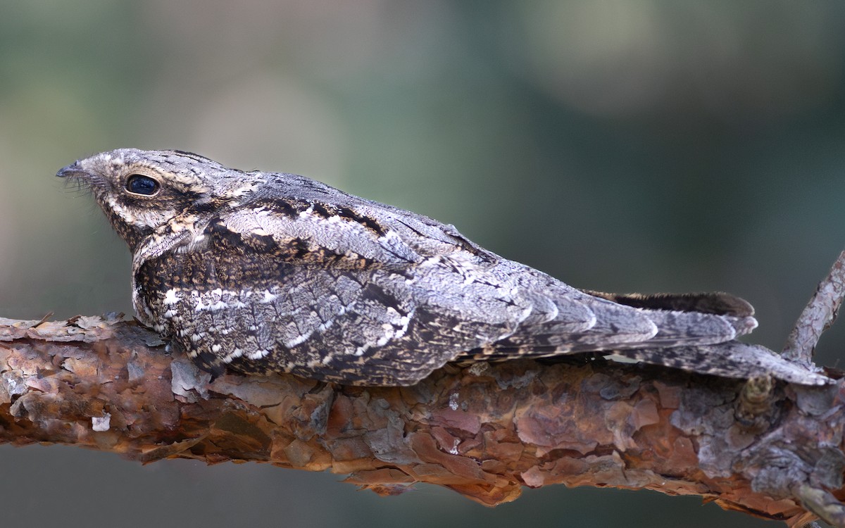 Eurasian Nightjar - ML633485447