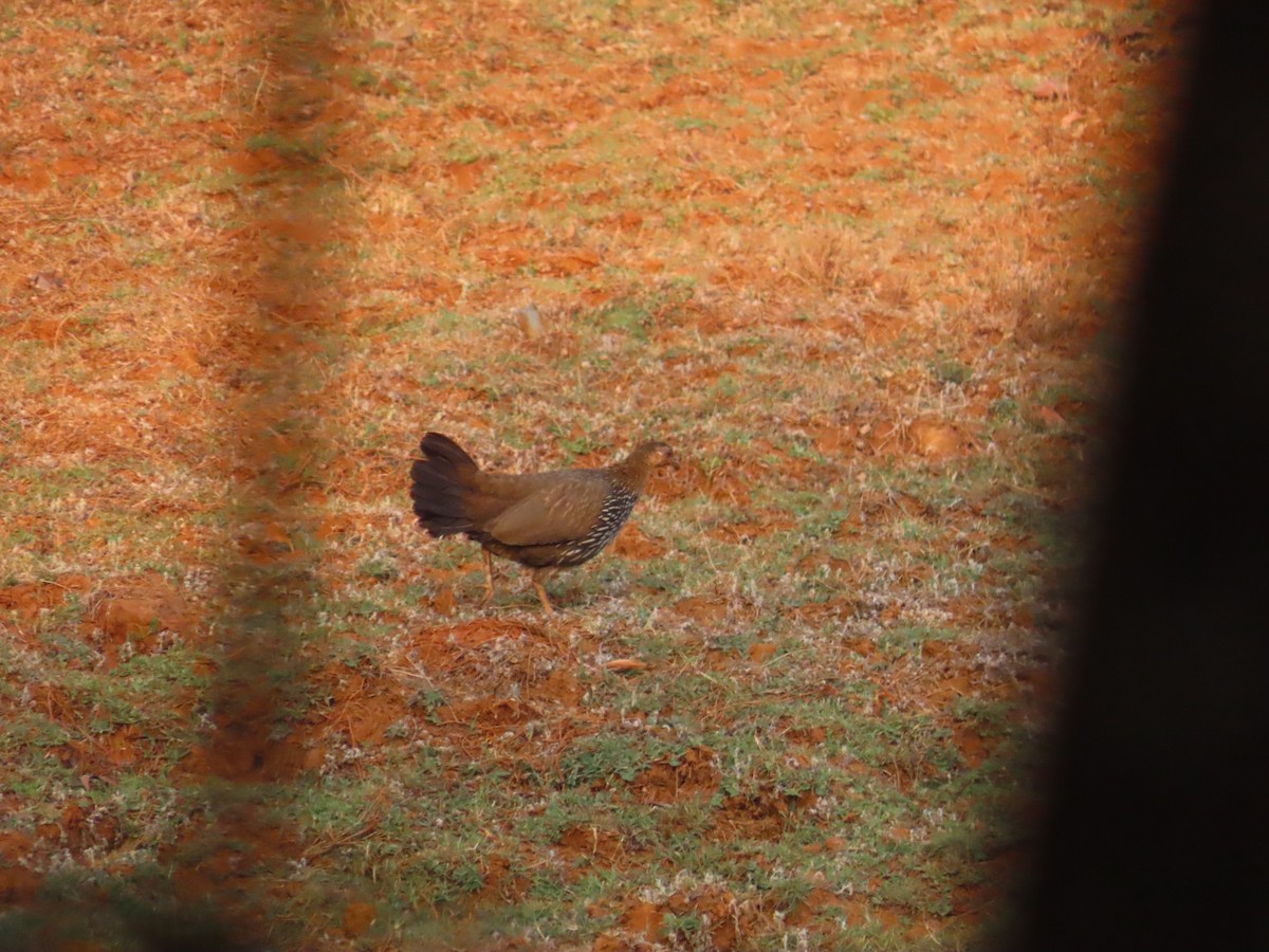 Gray Junglefowl - ML633485449