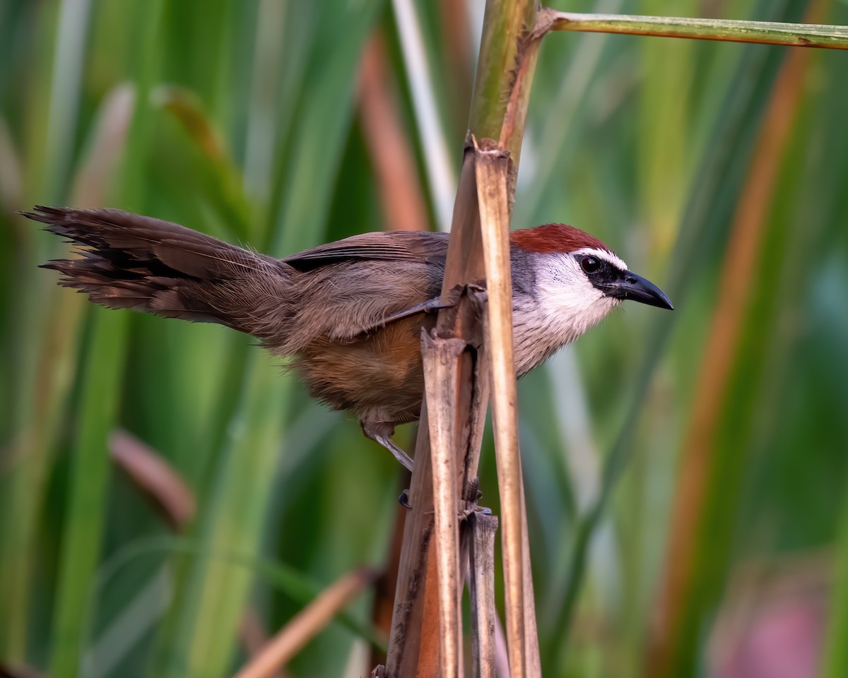 Chestnut-capped Babbler - Sumit Kayal