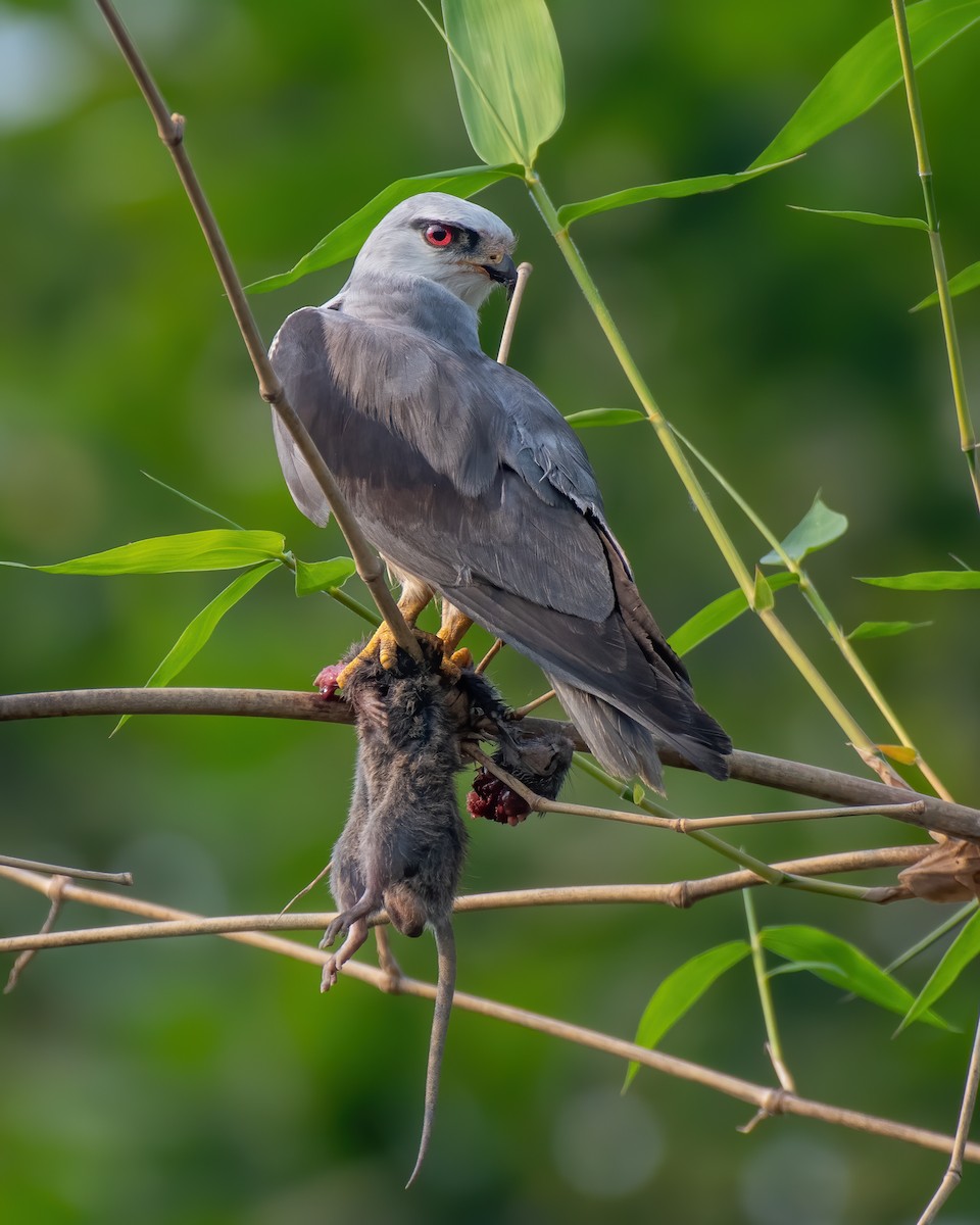 Black-winged Kite - Sumit Kayal