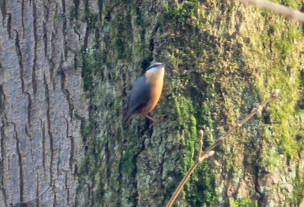 spettmeis (europaea gr.) - ML633485587