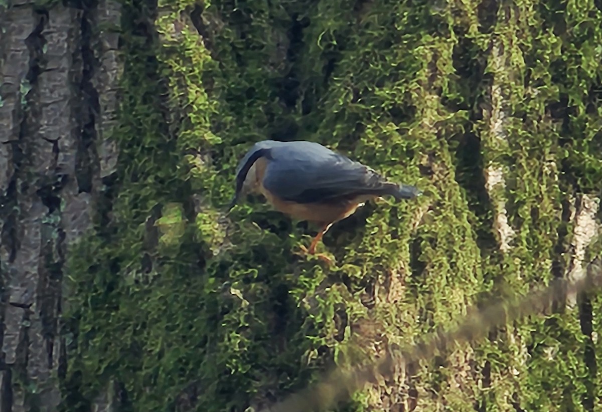 spettmeis (europaea gr.) - ML633485588