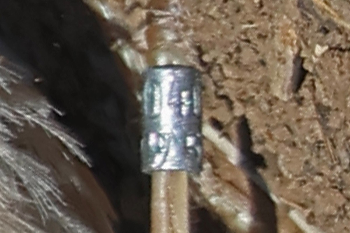 Rufous-winged Sparrow - Richard Fray