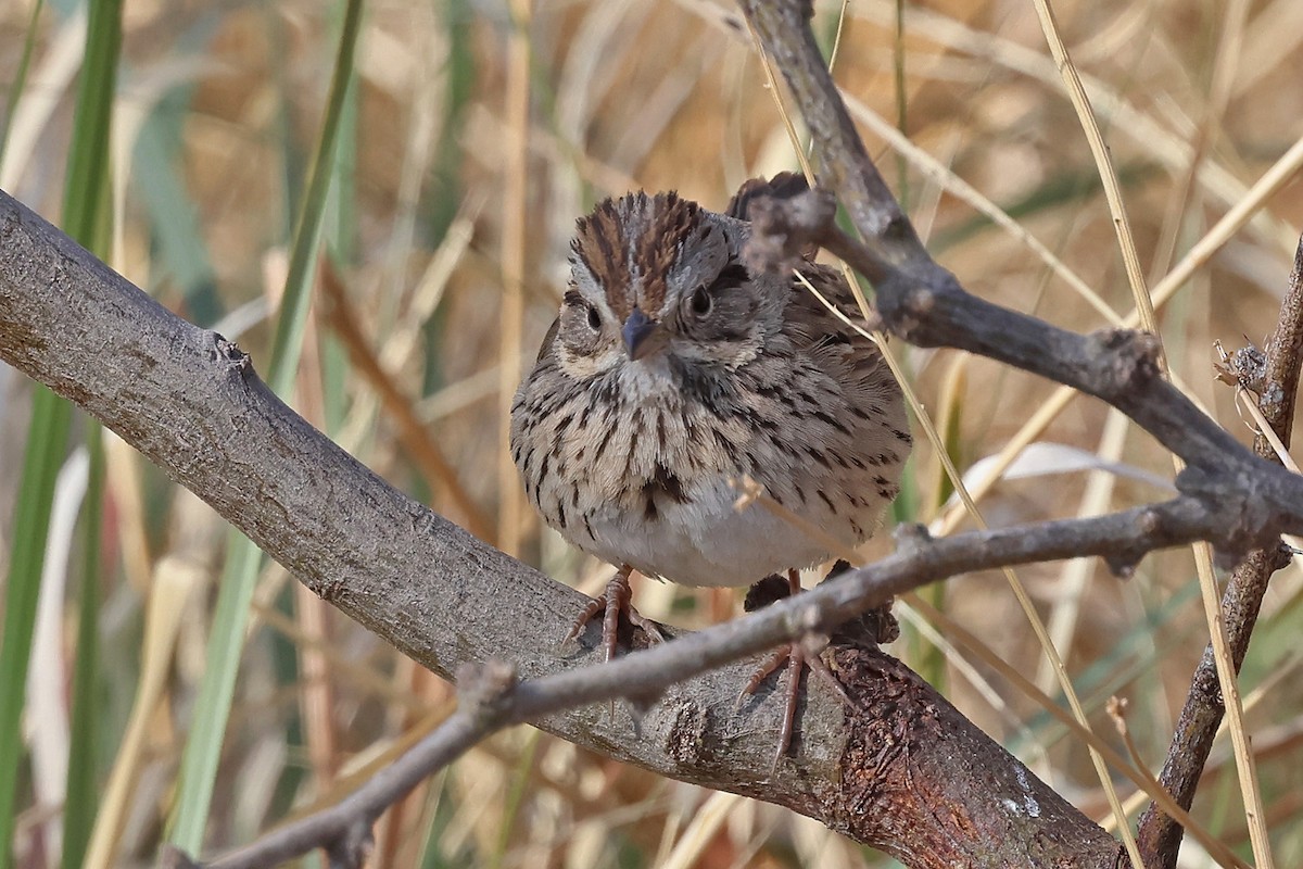 Lincoln's Sparrow - Richard Fray