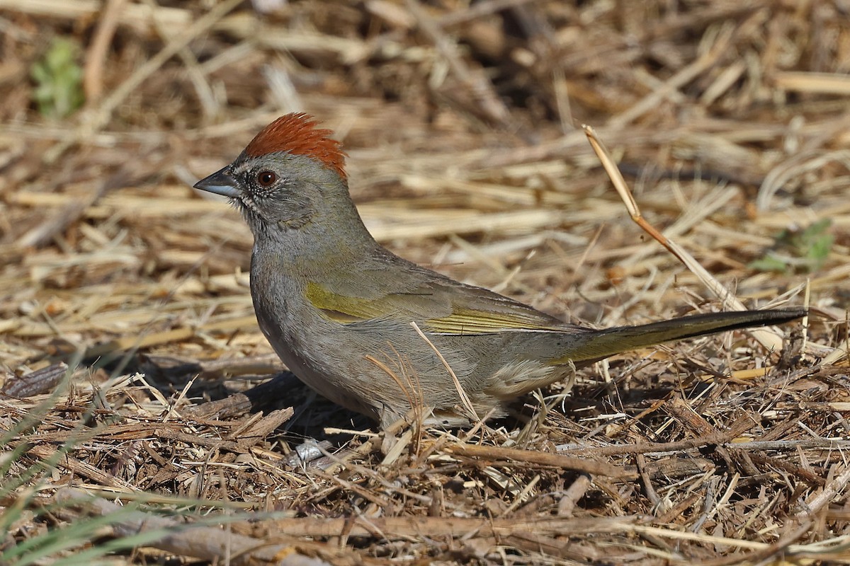 Green-tailed Towhee - Richard Fray
