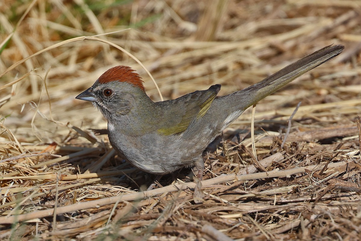 Green-tailed Towhee - Richard Fray