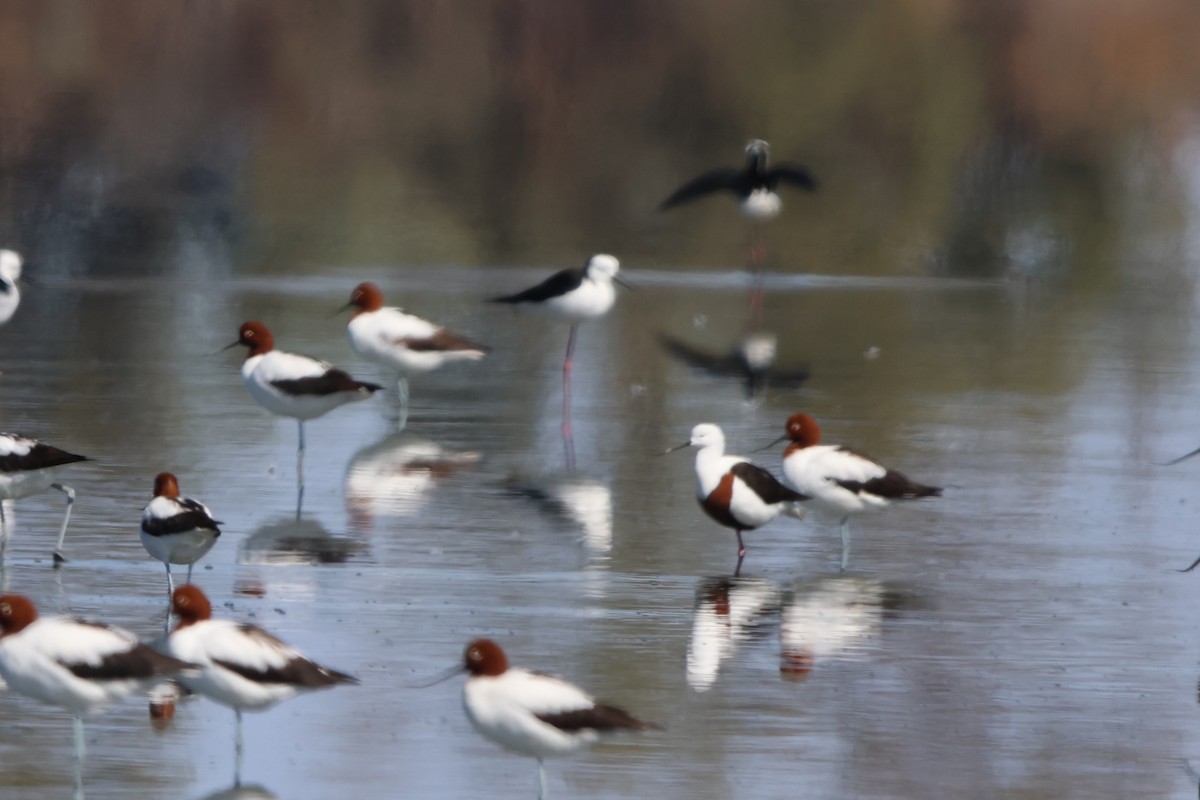 Banded Stilt - ML633485677